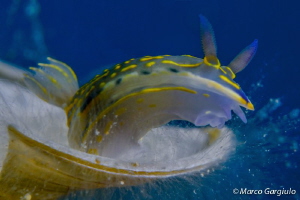 Little Hypselodoris sp. over Padina pavonica by Marco Gargiulo 